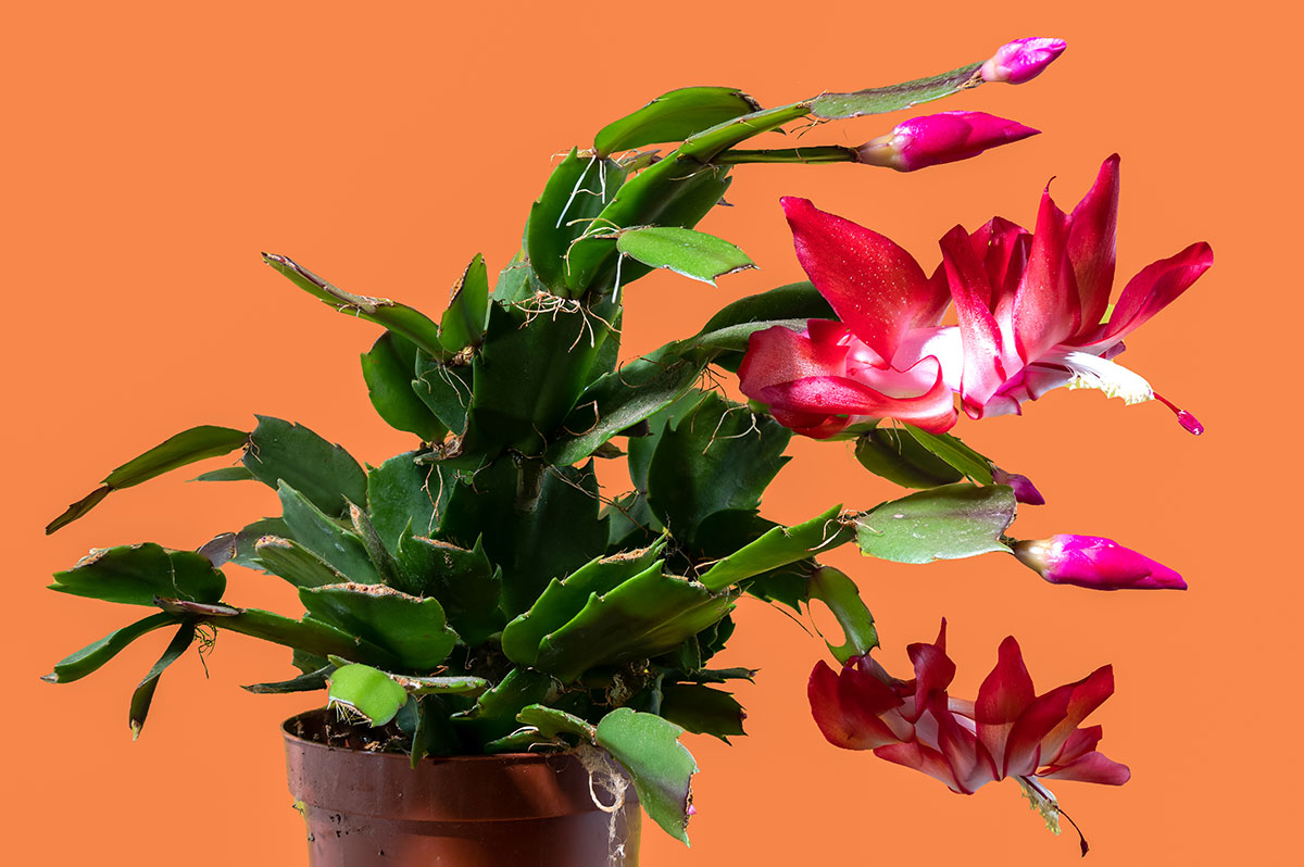 schlumbergera