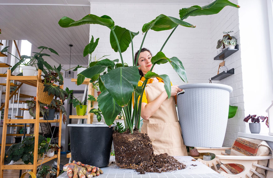 De vochtigheid en schimmel zullen geen plaats meer hebben in uw huis dankzij deze twee gemakkelijk te onderhouden kamerplanten