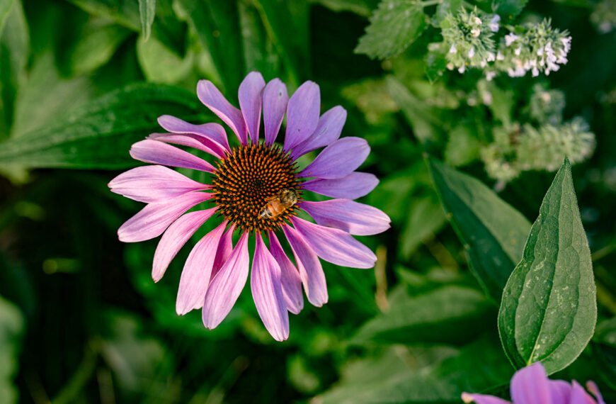 Echinacea purpurea