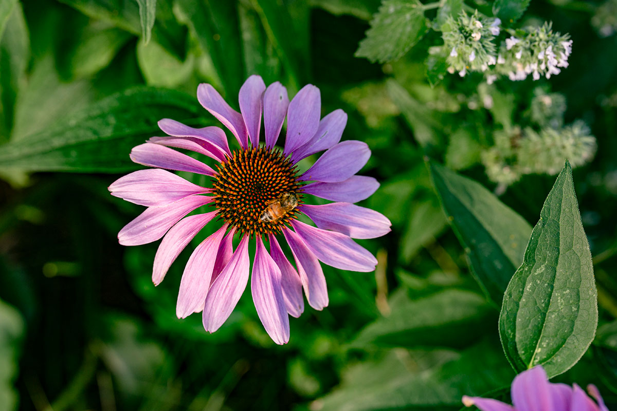 Echinacea purpurea