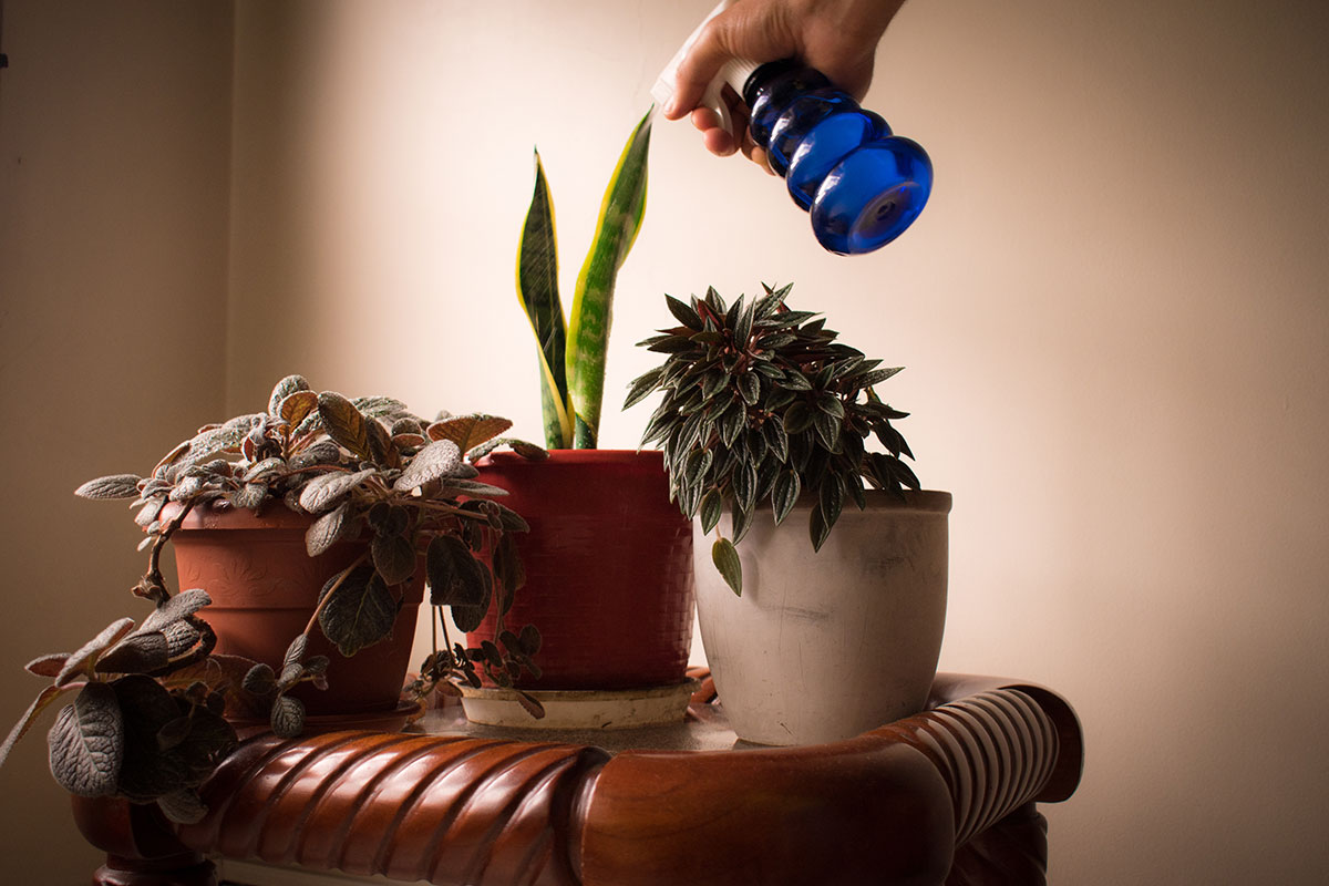 In de winter helpen deze tips je om op het juiste moment je kamerplanten water te geven zodat ze gezond blijven