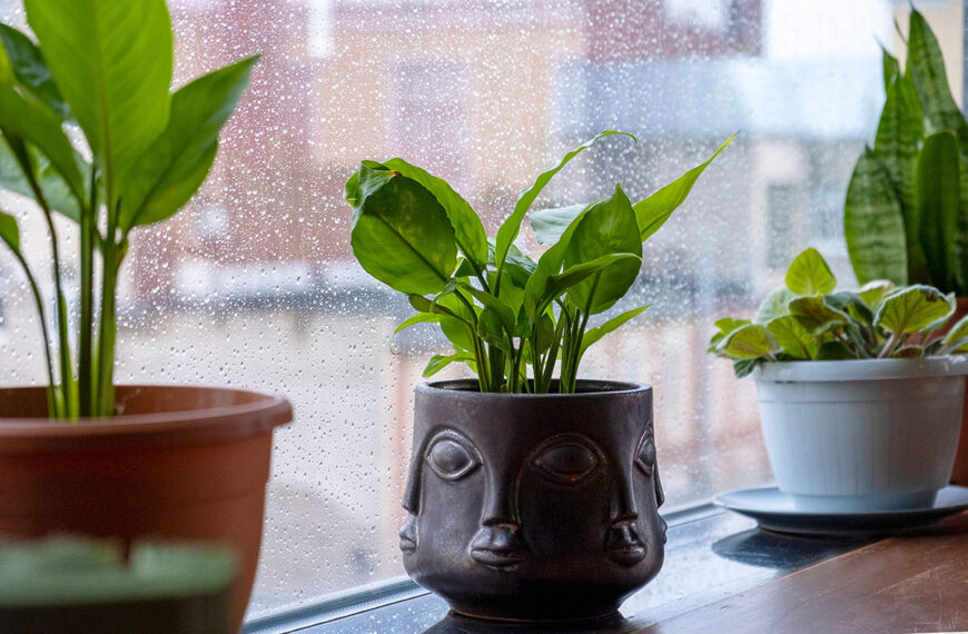 Moeten kamerplanten in de winter dichtbij de ramen worden geplaatst