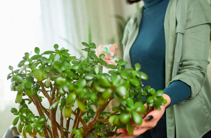 Plaats deze boom in je huis deze winter Feng Shui belooft dat het geluk en voorspoed zal brengen