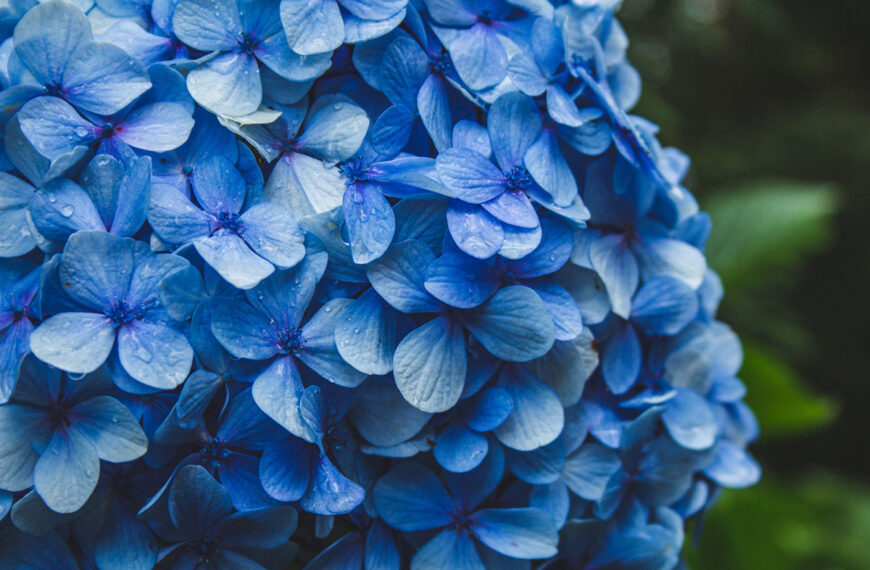 Wanneer Hortensia's snoeien de ideale kalender voor een bloeiende tuin