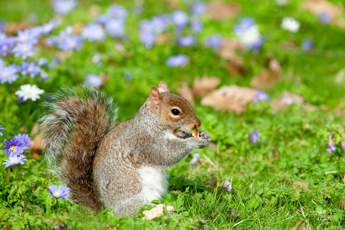 Als je een eekhoorn in je tuin ziet, is dat geen toeval