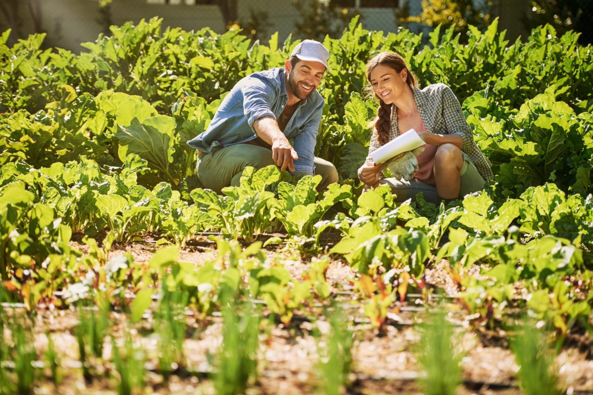 Bespaar tijd in de moestuin: deze groenten groeien elk jaar opnieuw