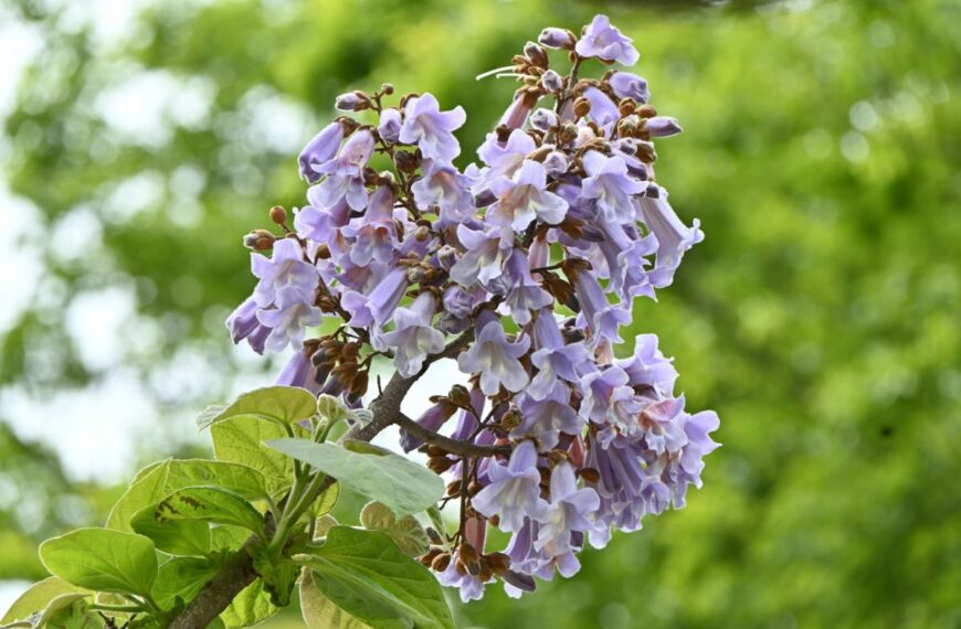 Deze boom met ongelooflijke bloemen groeit zo snel dat men hem enkele centimeters per dag kan zien oprijzen