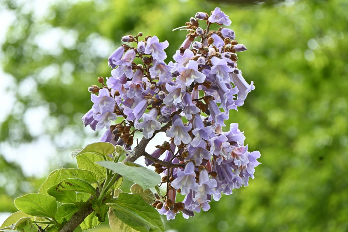 Deze boom met ongelooflijke bloemen groeit zo snel dat men hem enkele centimeters per dag kan zien oprijzen