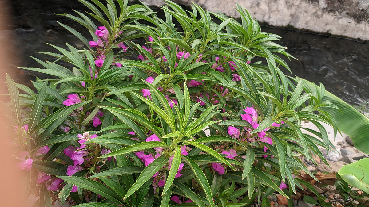 Deze kleurrijke plant is makkelijk te verzorgen en bloeit het hele jaar door leer hoe je hem in je tuin kunt gebruiken