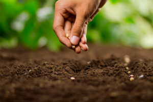 Plant dit vandaag nog voor een bloeiende tuin en geweldige oogsten in de lente